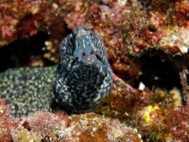 Spotted Moray Eel IMG 3157